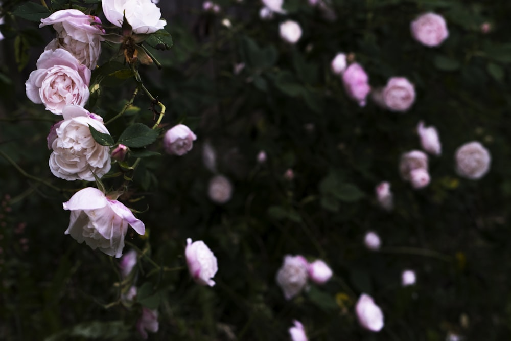 white and purple flower in close up photography