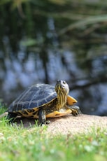 brown and black turtle on brown rock