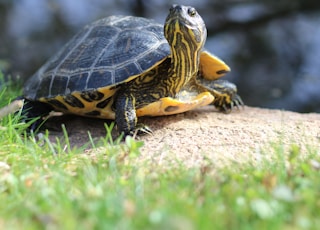 brown and black turtle on brown rock