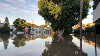 A residential area is significantly flooded with water, submerging roads and partially covering lawns. Trees and houses are reflected in the still floodwater, and the scene is lit by soft, warm sunlight, suggesting either morning or late afternoon. Electricity poles are visible, and the lush green foliage contrasts with the calm water surface.