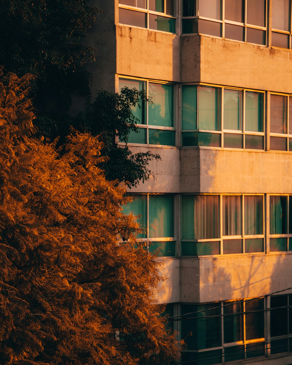 brown and white concrete building