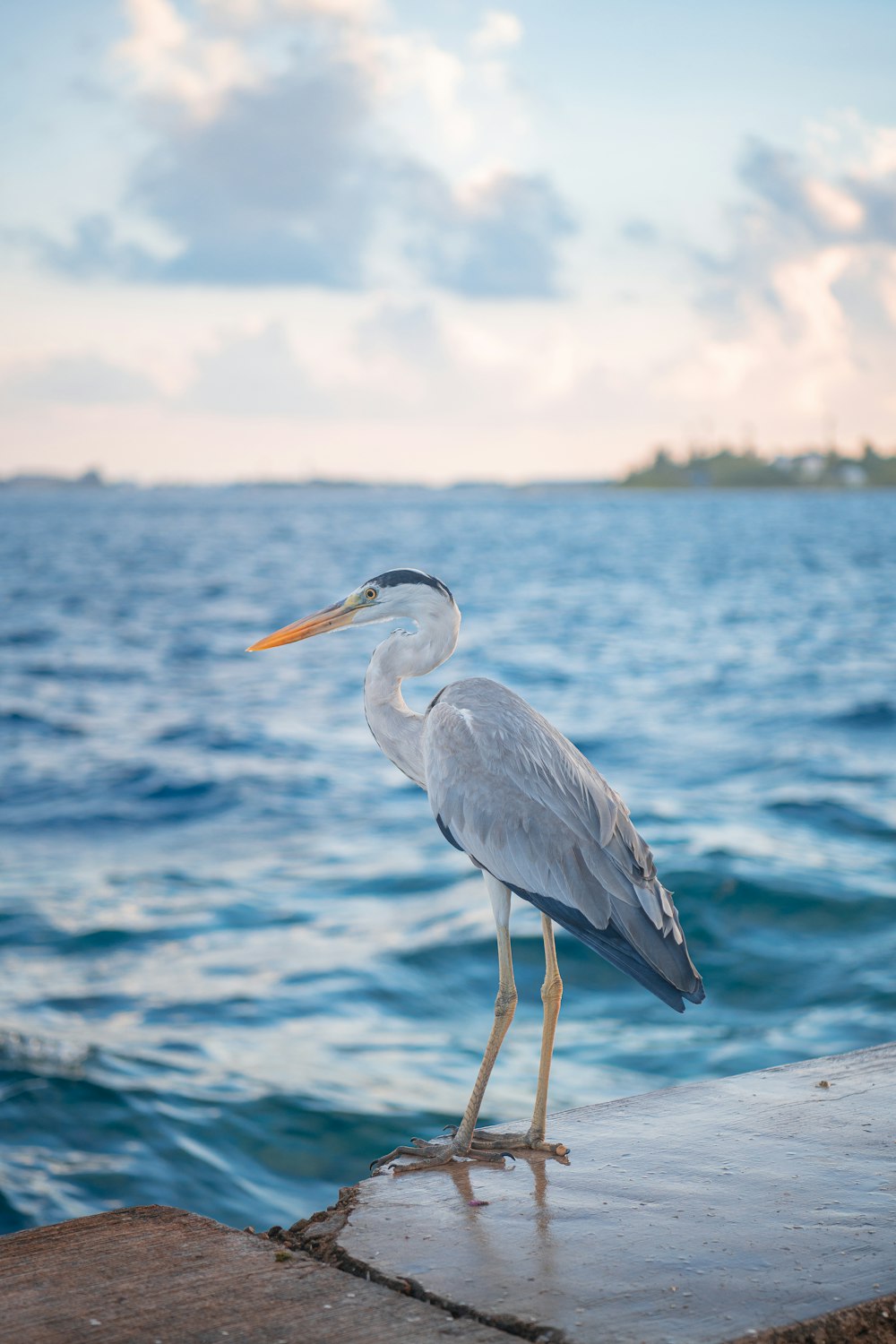 white bird on body of water during daytime