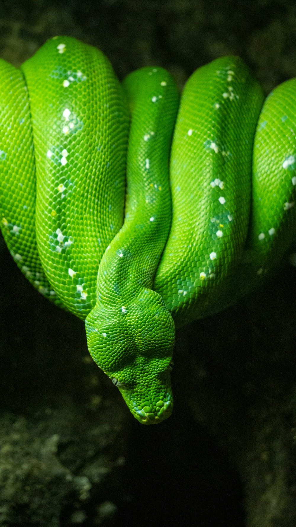 green and white snake on black background