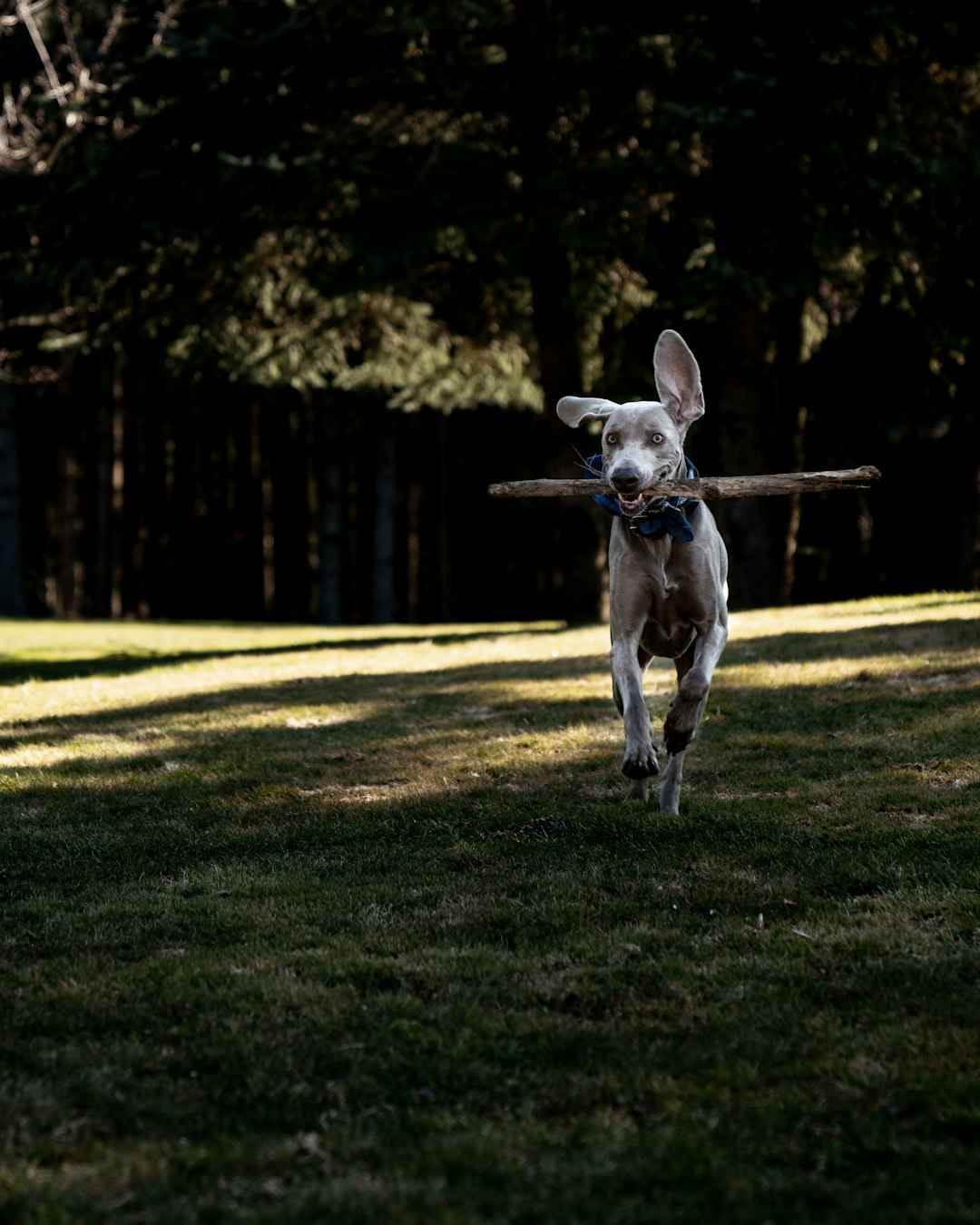 white and brown short coated dog jumping on green grass field during daytime