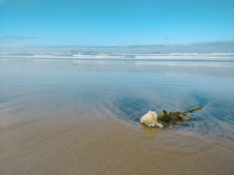 white and brown stones on seashore during daytime