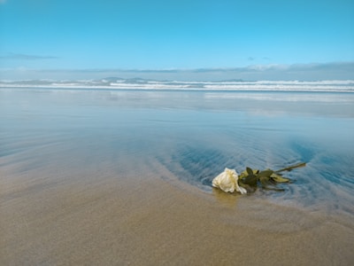 white and brown stones on seashore during daytime