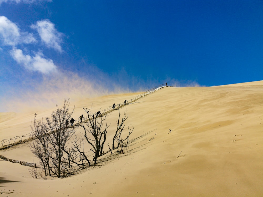 bare tree on white sand under blue sky during daytime