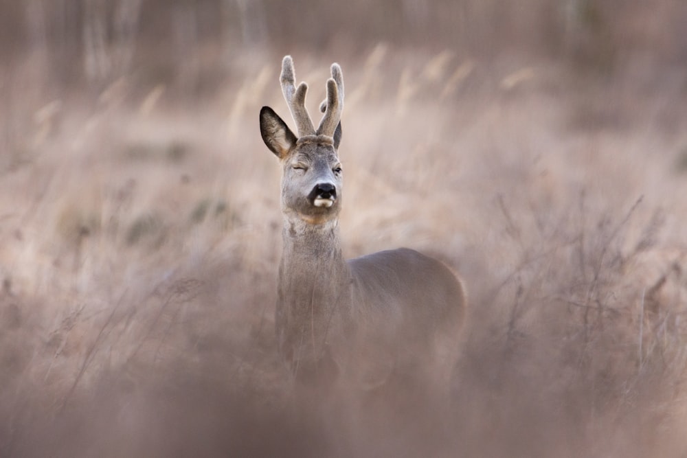 brown deer on gray field