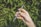 A hand with light skin is holding a vaping device, featuring a metal body and a transparent cartridge partially filled with liquid. The background consists of blurred green foliage.