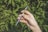 A hand with light skin is holding a vaping device, featuring a metal body and a transparent cartridge partially filled with liquid. The background consists of blurred green foliage.