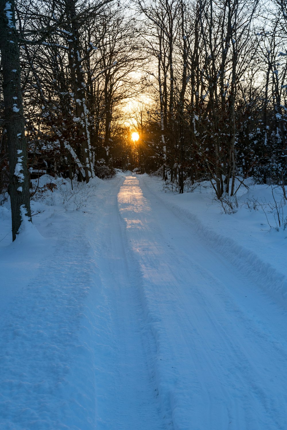 Carretera cubierta de nieve entre árboles durante el día