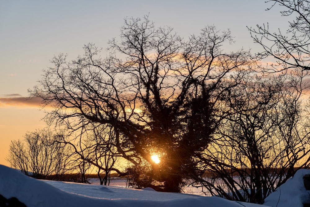 árboles desnudos en el suelo cubierto de nieve durante la puesta del sol