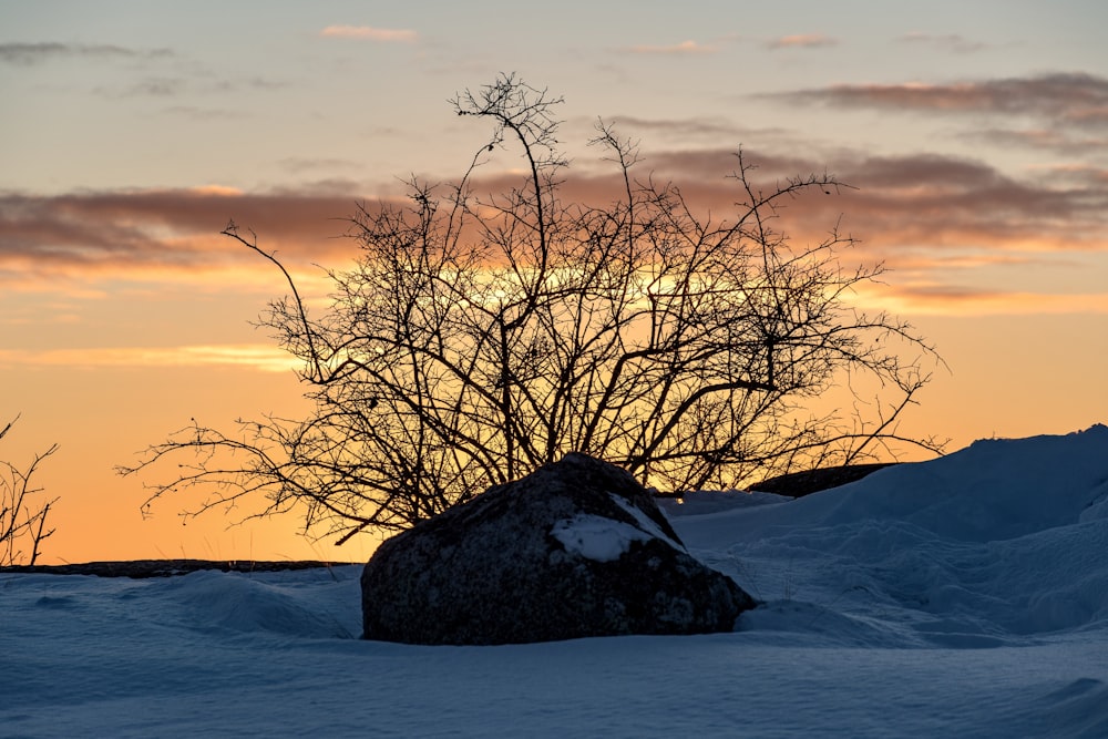 leafless tree on snow covered ground during sunset