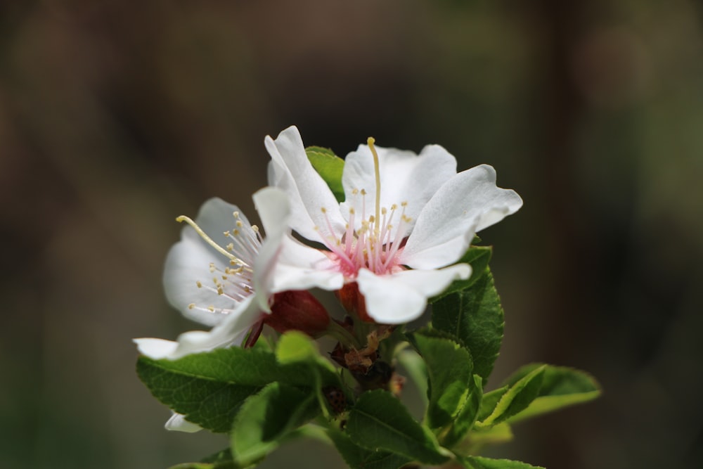 white flower with green leaves