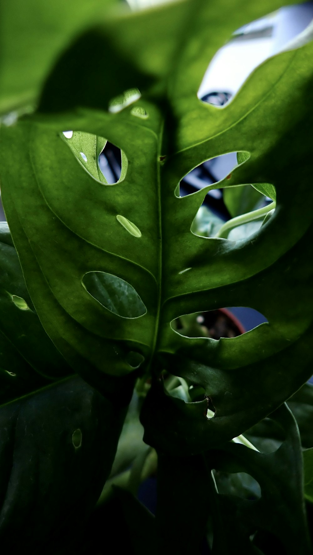 water droplets on green leaf