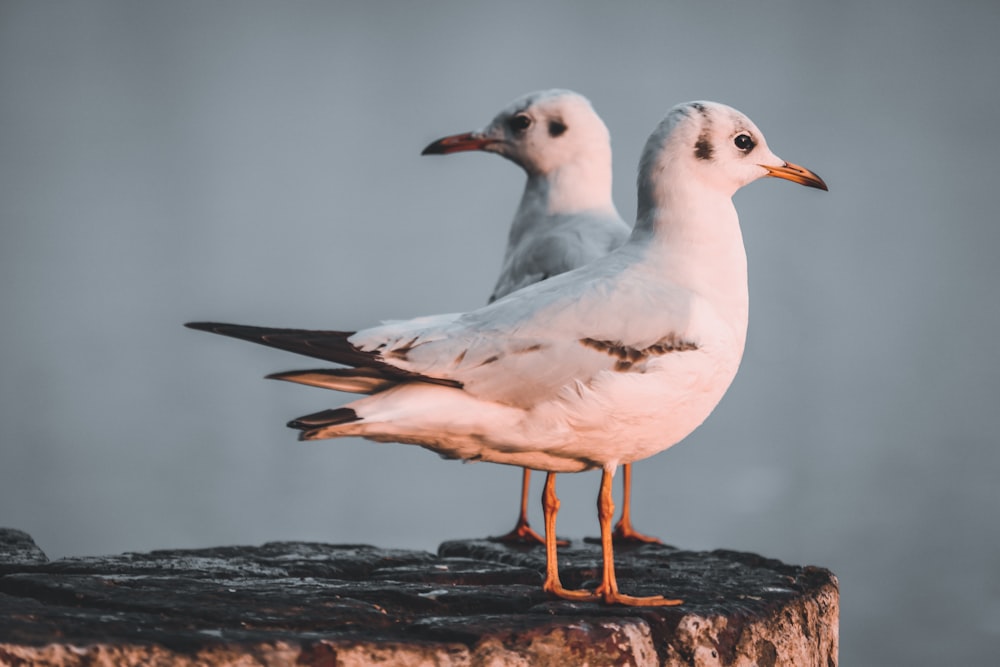 white and gray bird on brown wood