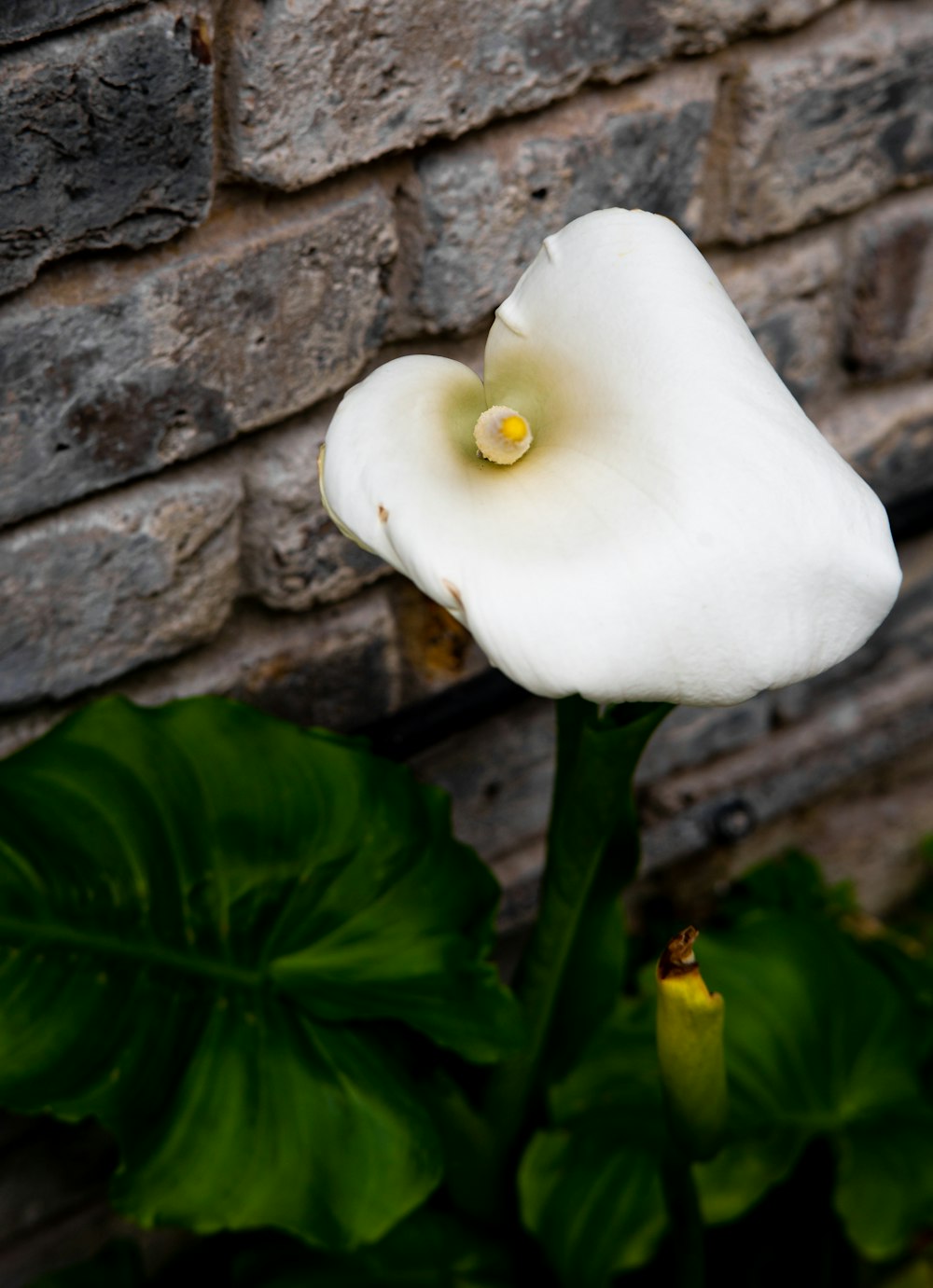 white flower with green leaves