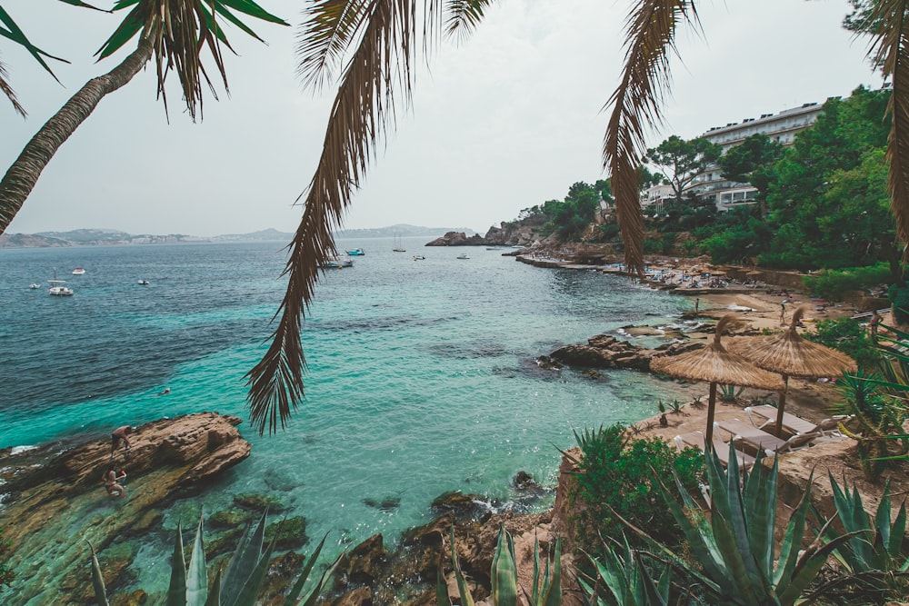 brown palm tree near body of water during daytime