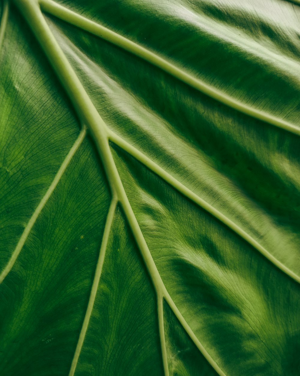 green leaf in close up photography