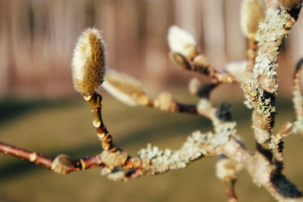 white and brown plant in close up photography