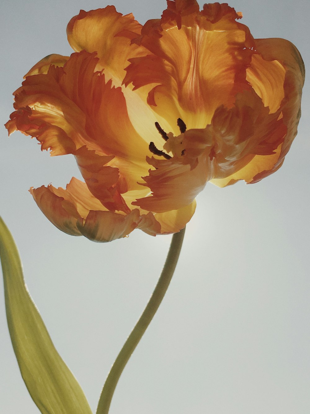 yellow and orange flower in close up photography