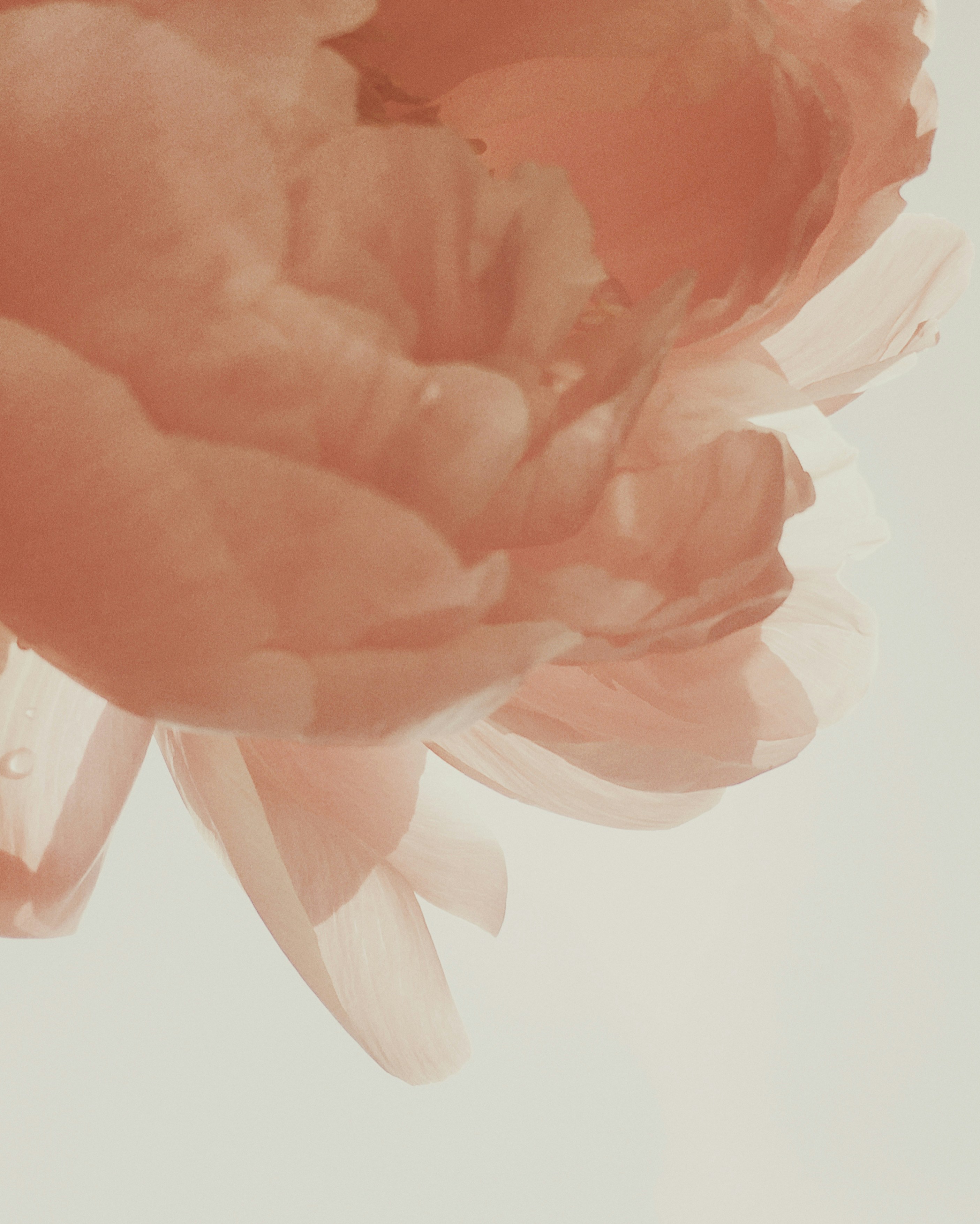 red flower in white background