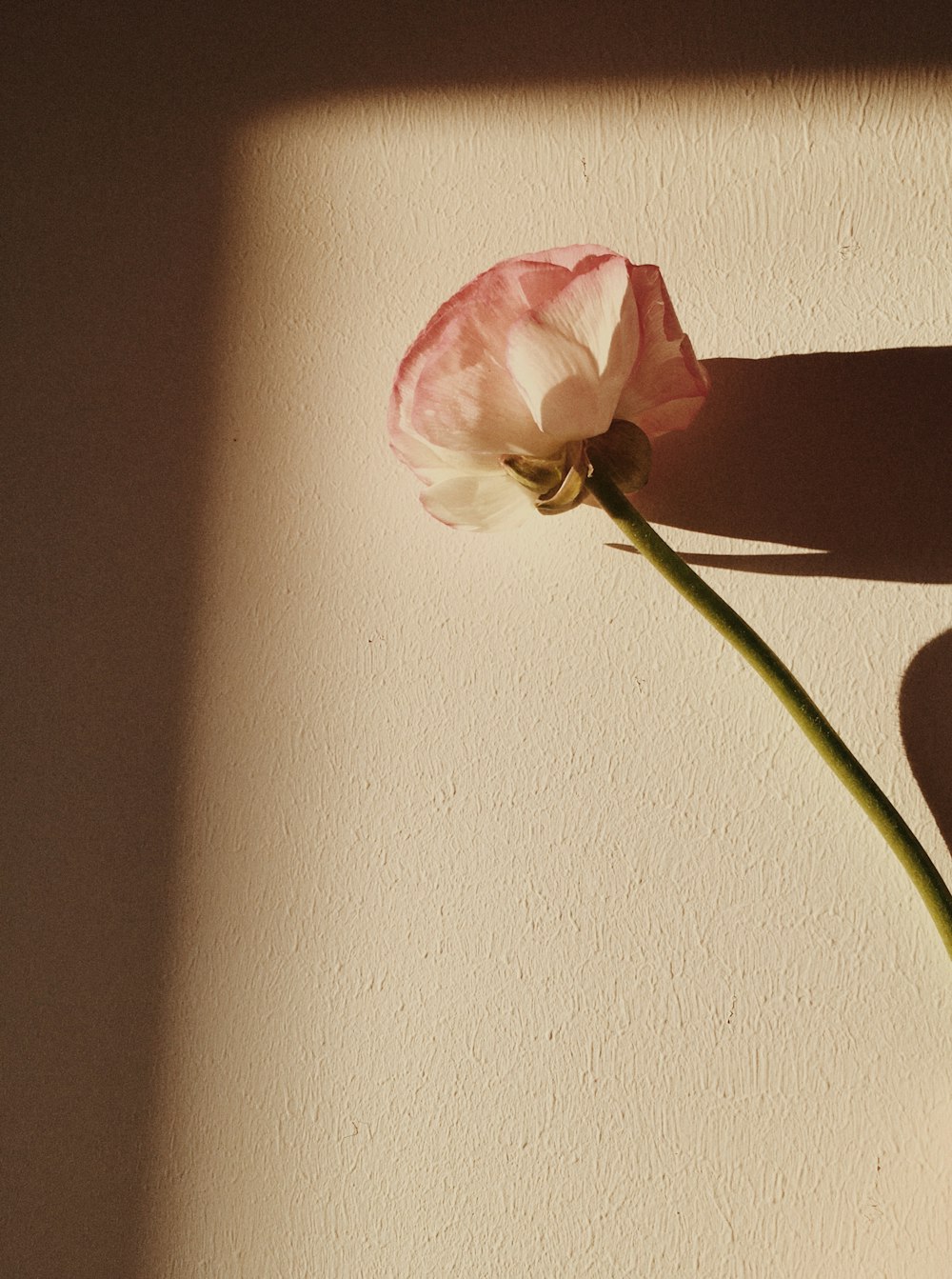 pink rose in front of white wall