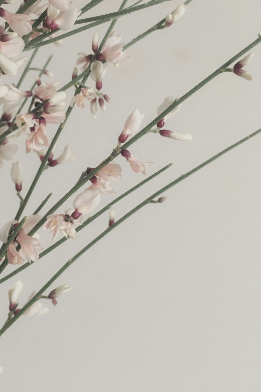 pink and white flowers on white background