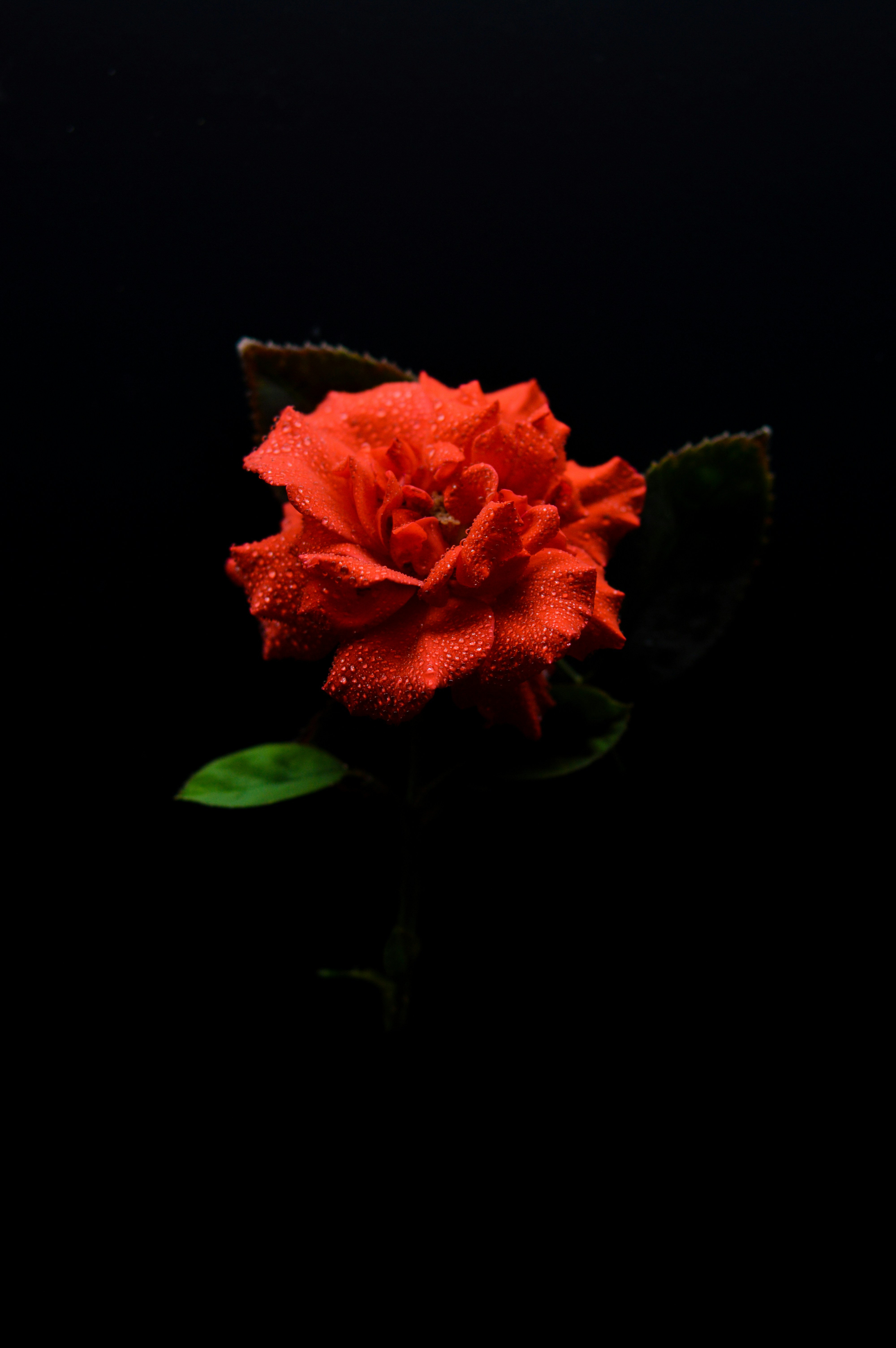 黒の背景にオレンジ色の花の写真 Unsplashで見つける赤の無料写真