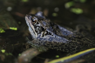 A frog partially submerged in water with its head exposed, showing its textured skin and prominent eye. The surrounding water is murky, with bits of green vegetation floating on the surface. The frog's skin blends with the dark and natural tones of the environment.