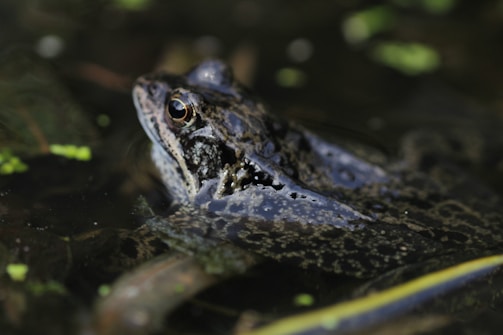 A frog partially submerged in water with its head exposed, showing its textured skin and prominent eye. The surrounding water is murky, with bits of green vegetation floating on the surface. The frog's skin blends with the dark and natural tones of the environment.