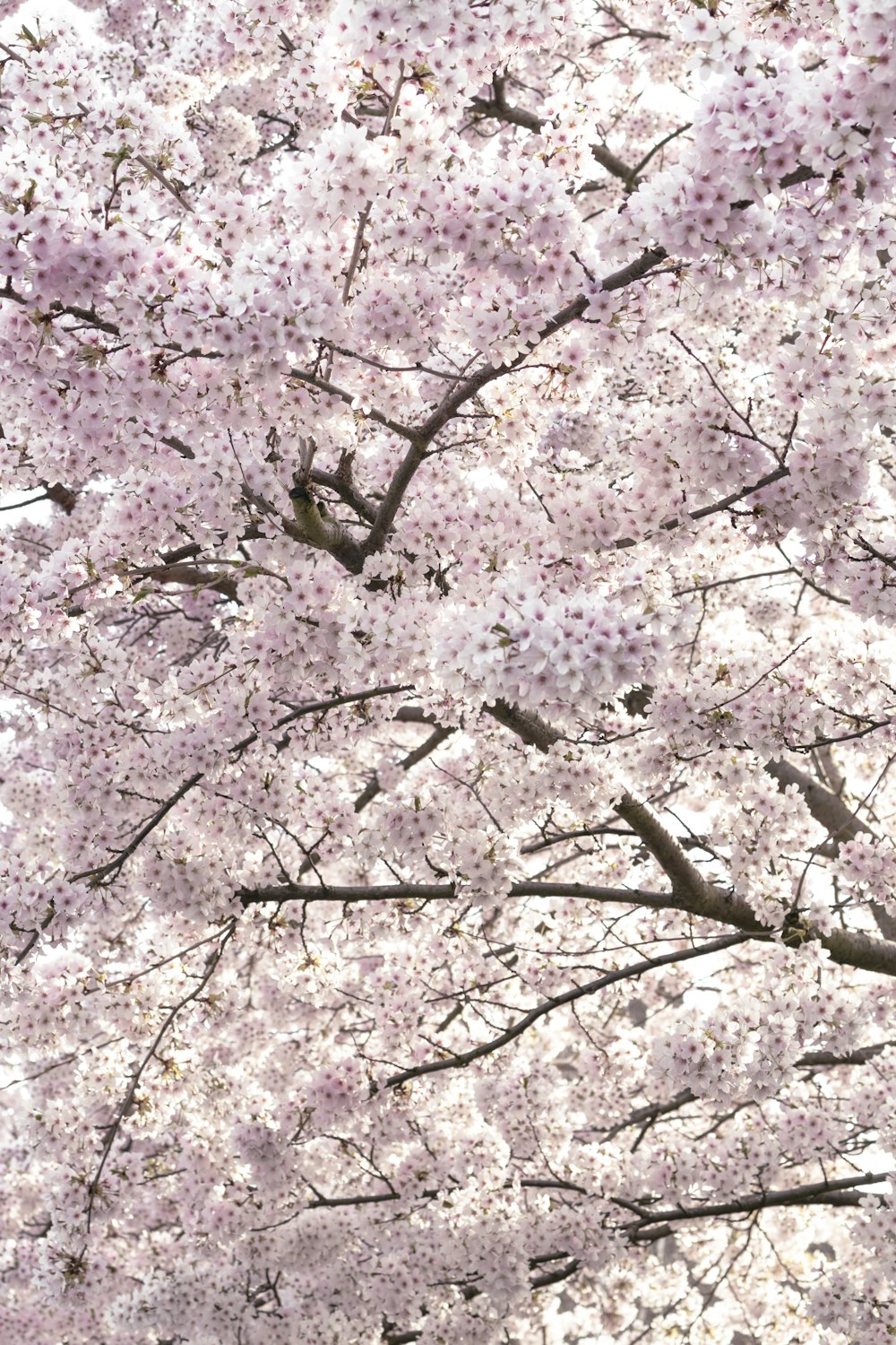 pink cherry blossom tree during daytime