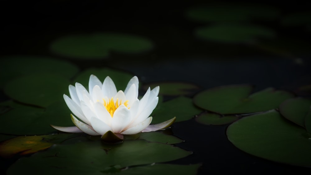 weiße Lotusblüte auf dem Wasser