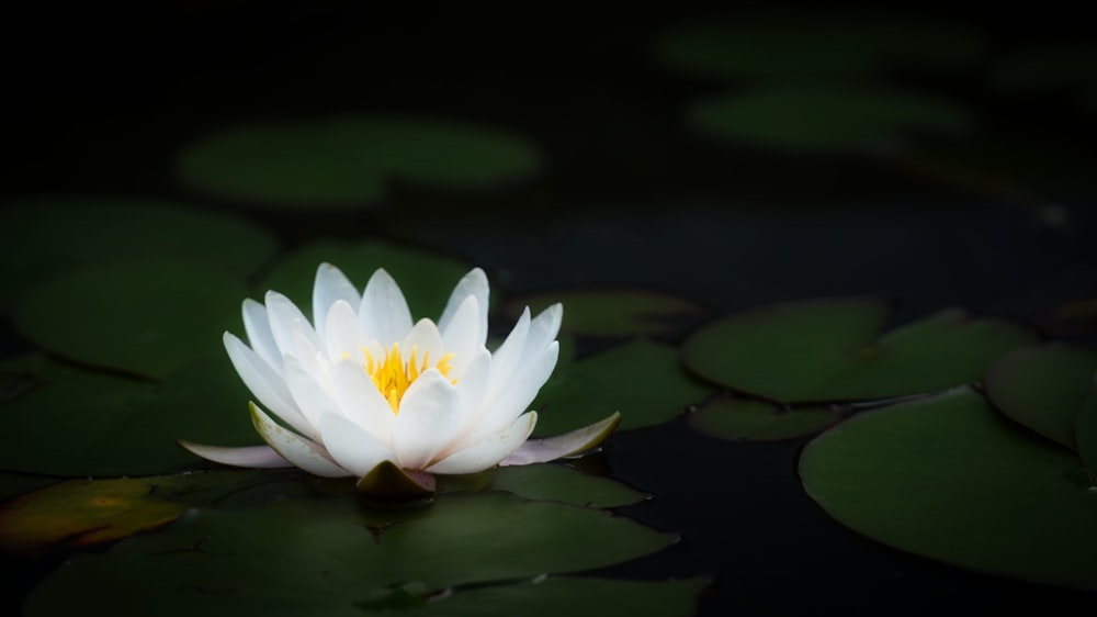 flor de lótus branca na água