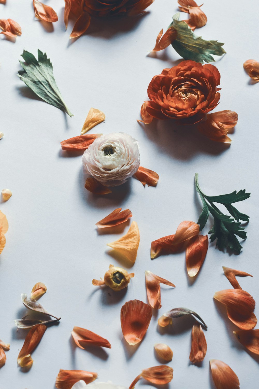 white and red rose on white surface