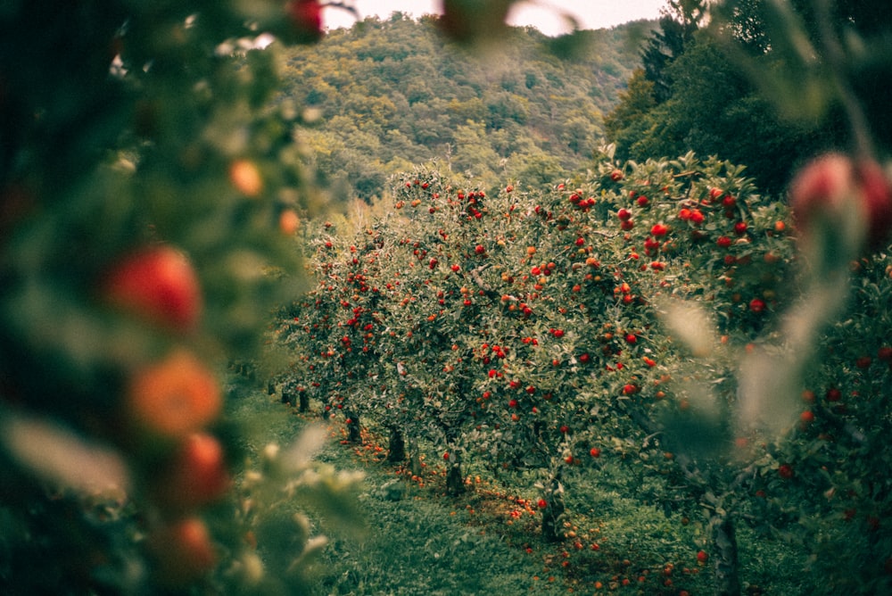 Frutos redondos rojos y amarillos en campo de hierba verde durante el día