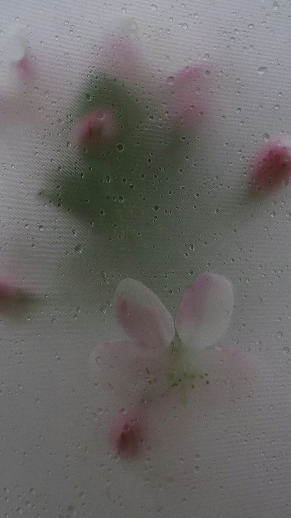 white flower petals on glass