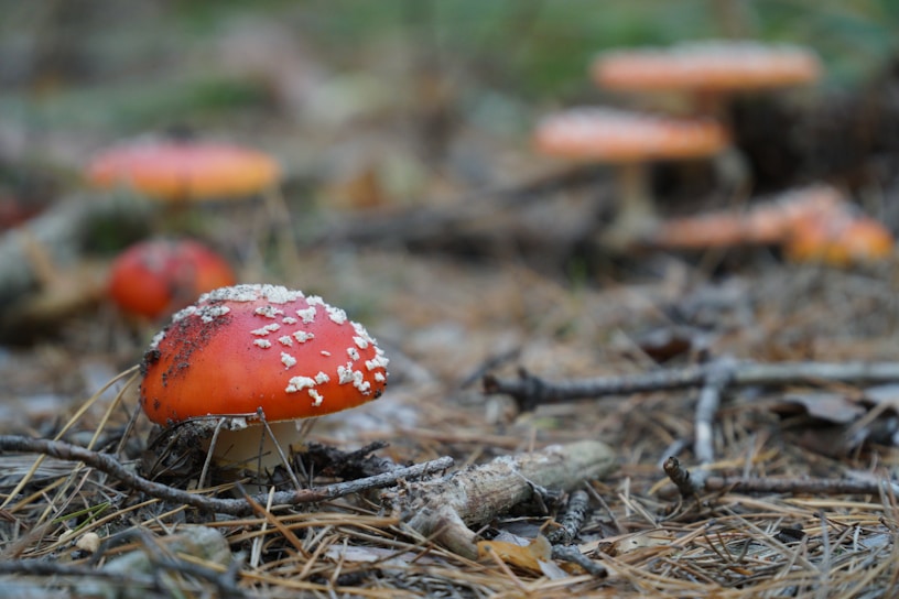 A vibrant red mushroom with white speckles is prominently in the foreground, surrounded by dried pine needles and twigs on a forest floor. Several other similar mushrooms can be seen blurred in the background, creating a natural woodland setting.