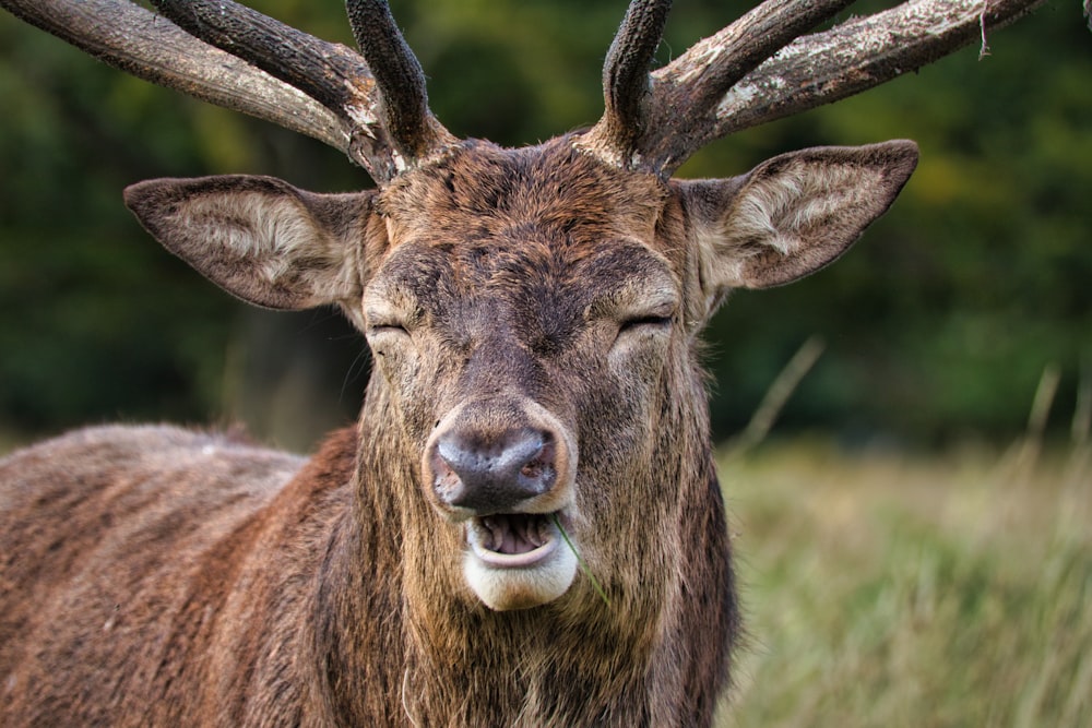 brown deer on green grass during daytime