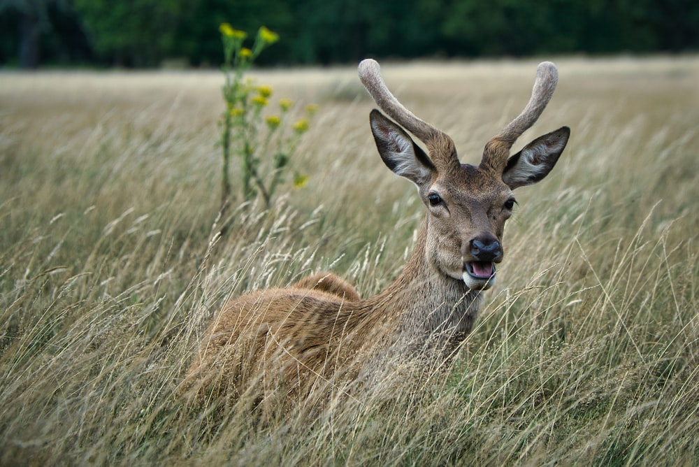 brown deer on green grass during daytime