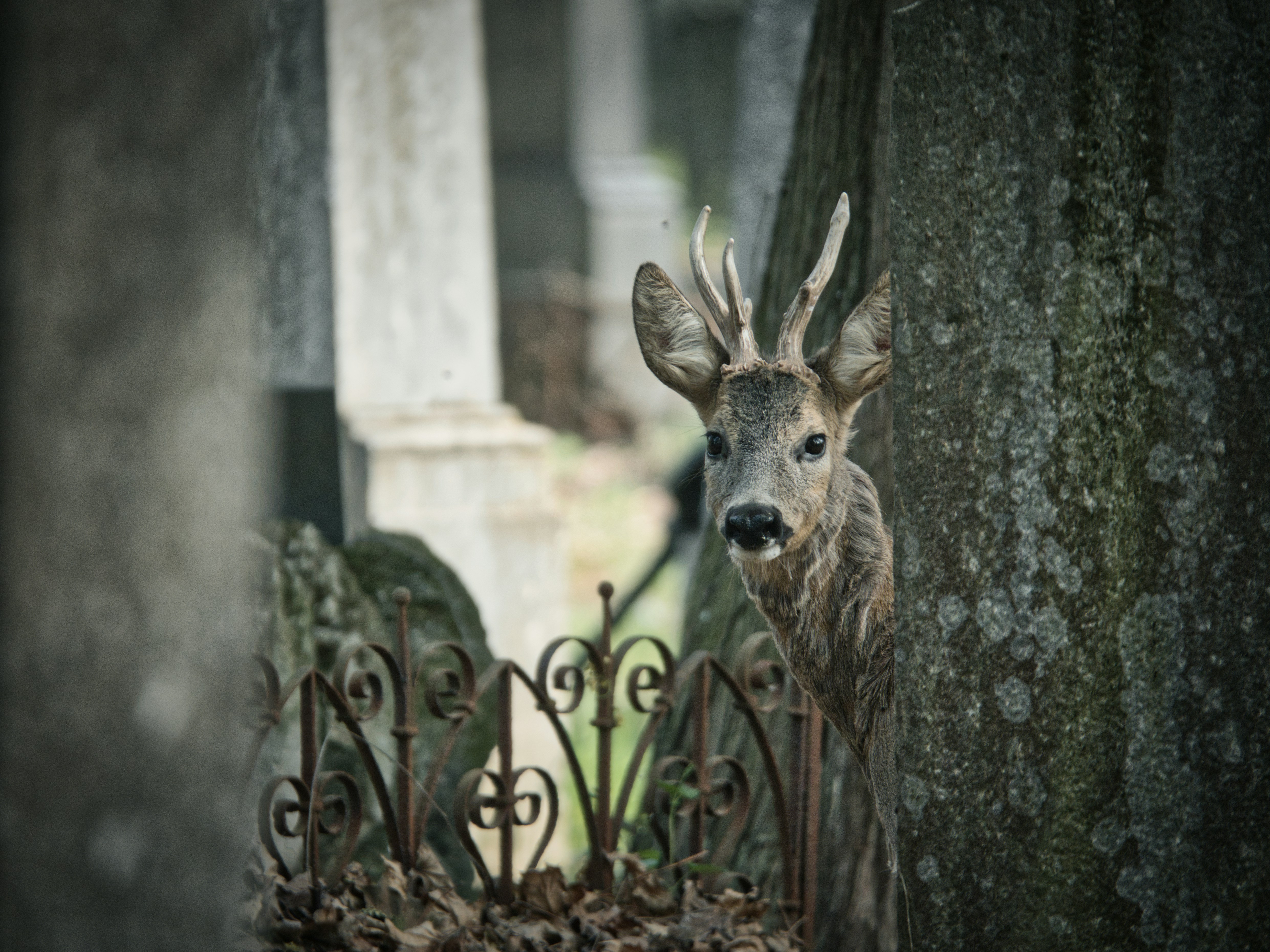 Jewish Cemetery