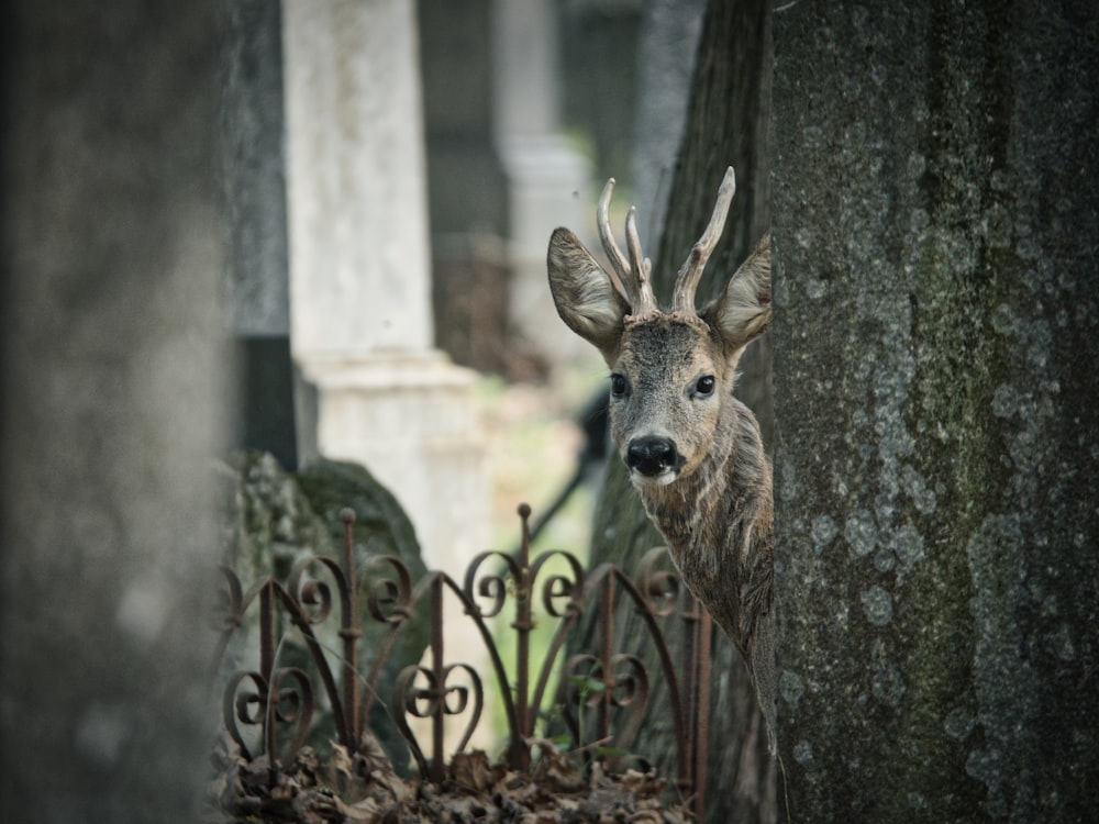 brown deer head on gray concrete wall