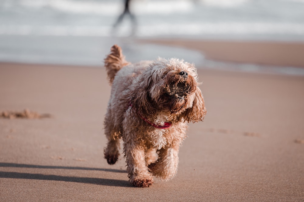 brown and white long coated small dog on brown sand during daytime