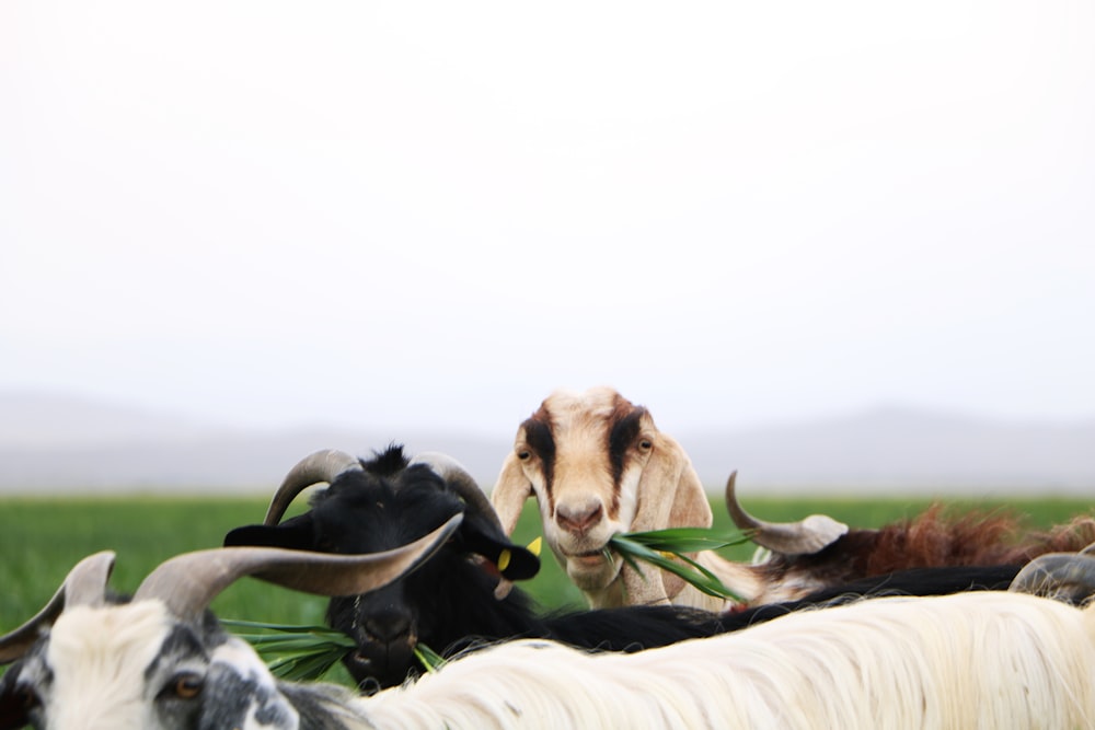 white and black cow on green grass field during daytime