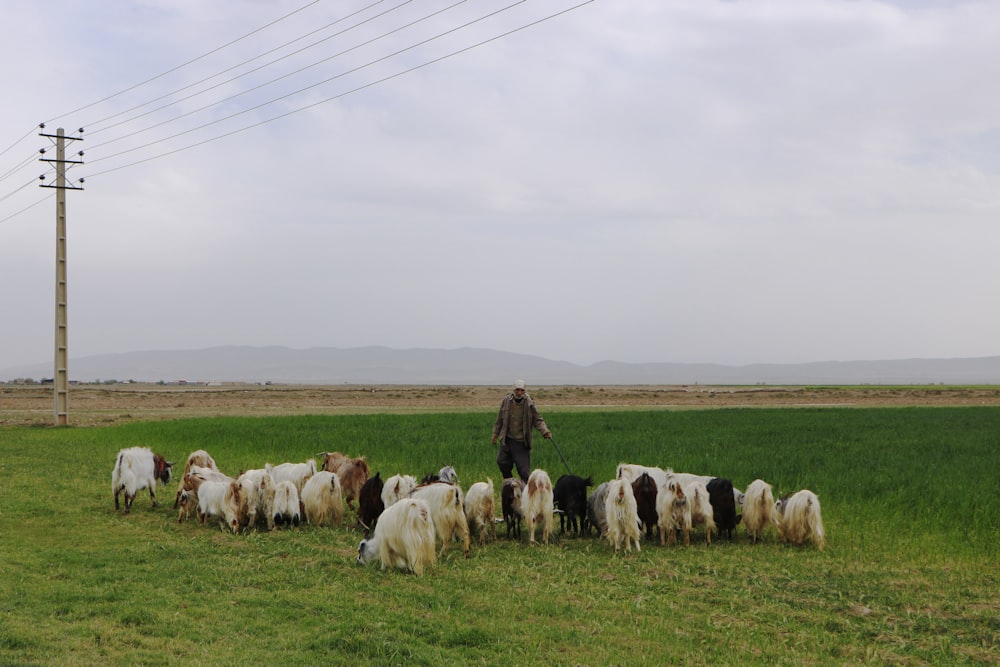 herd of sheep on green grass field during daytime