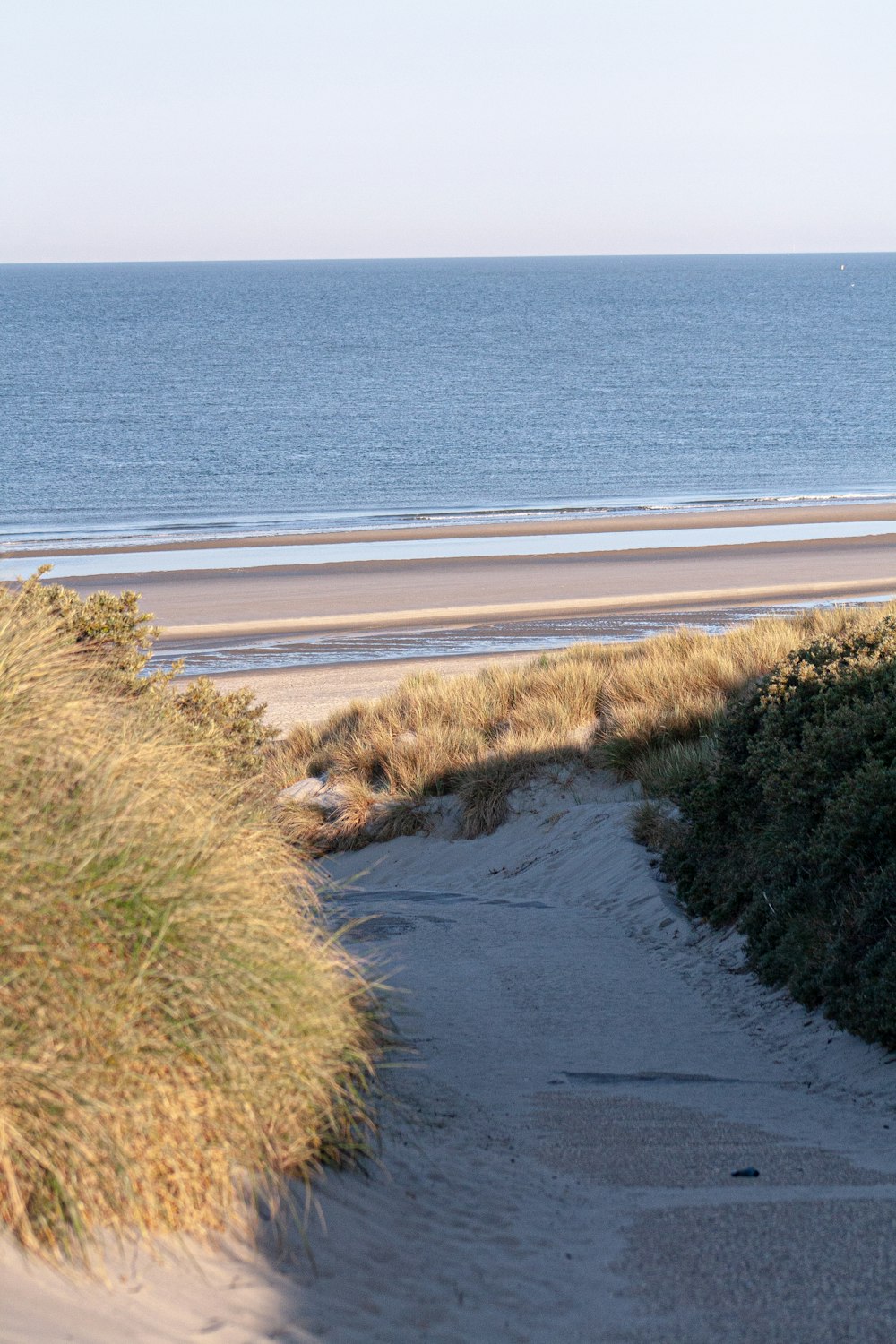 green grass on seashore during daytime