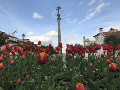 A flowerbed filled with red tulips in the foreground, with some tulips featuring a yellow gradient towards the center. Behind the tulips, there is a stone column with a cross on top, surrounded by a mix of historic buildings and a street lamp. The sky is partly cloudy with patches of blue visible.