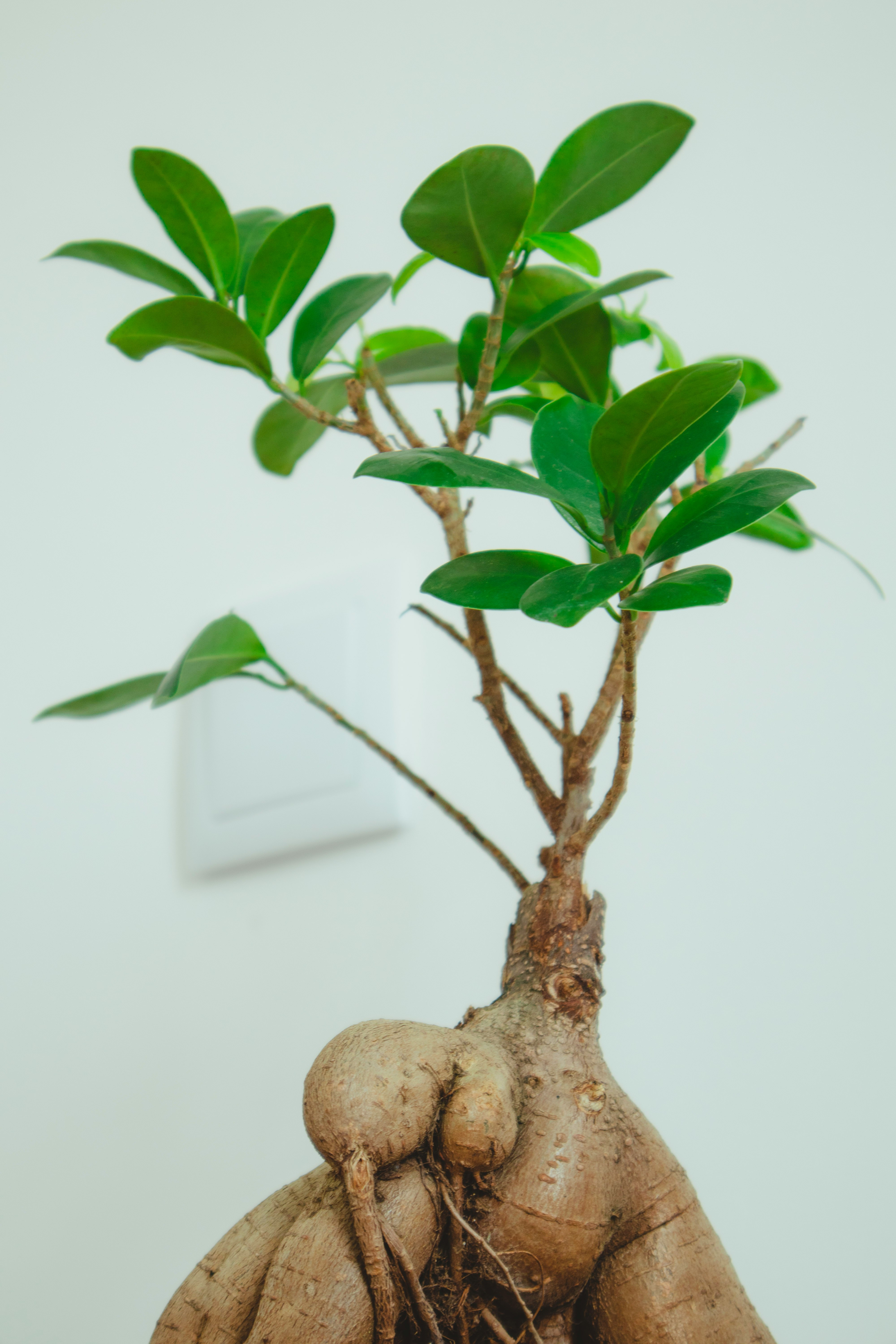 green plant on brown tree branch