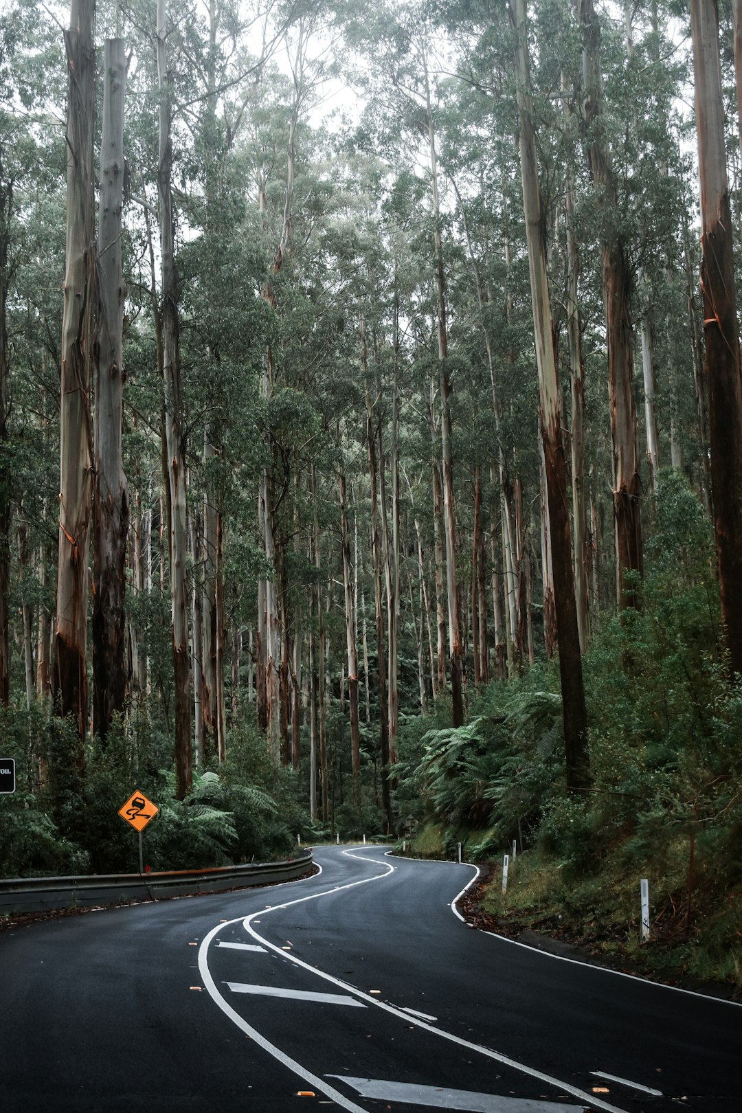 black car on road in between trees during daytime