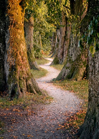 brown tree trunk on brown soil
